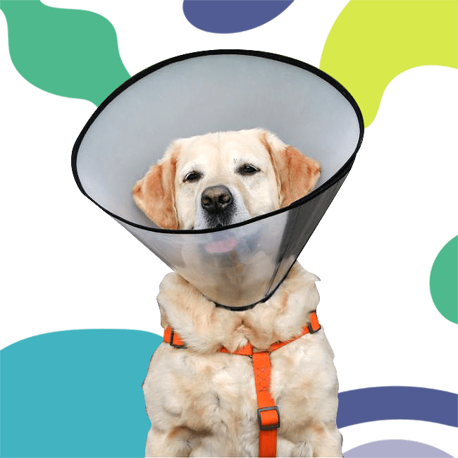 A dog wearing a cone on its head