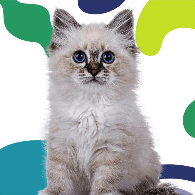 Fluffy kitten with bright blue eyes sits against a background with abstract colorful shapes.