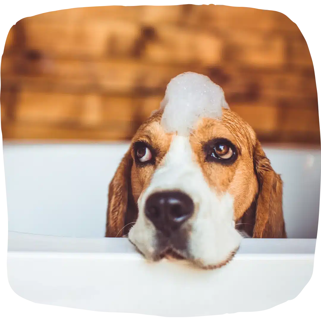 Wet beagle resting its chin on the edge of a bathtub with a pile of soap bubbles on its head.