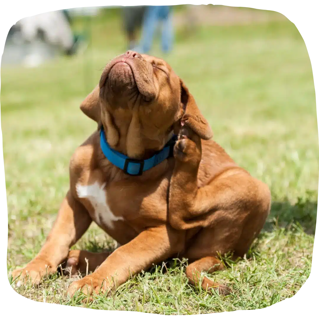 Brown puppy wearing a blue collar scratching its neck while sitting on green grass in a sunny outdoor setting.