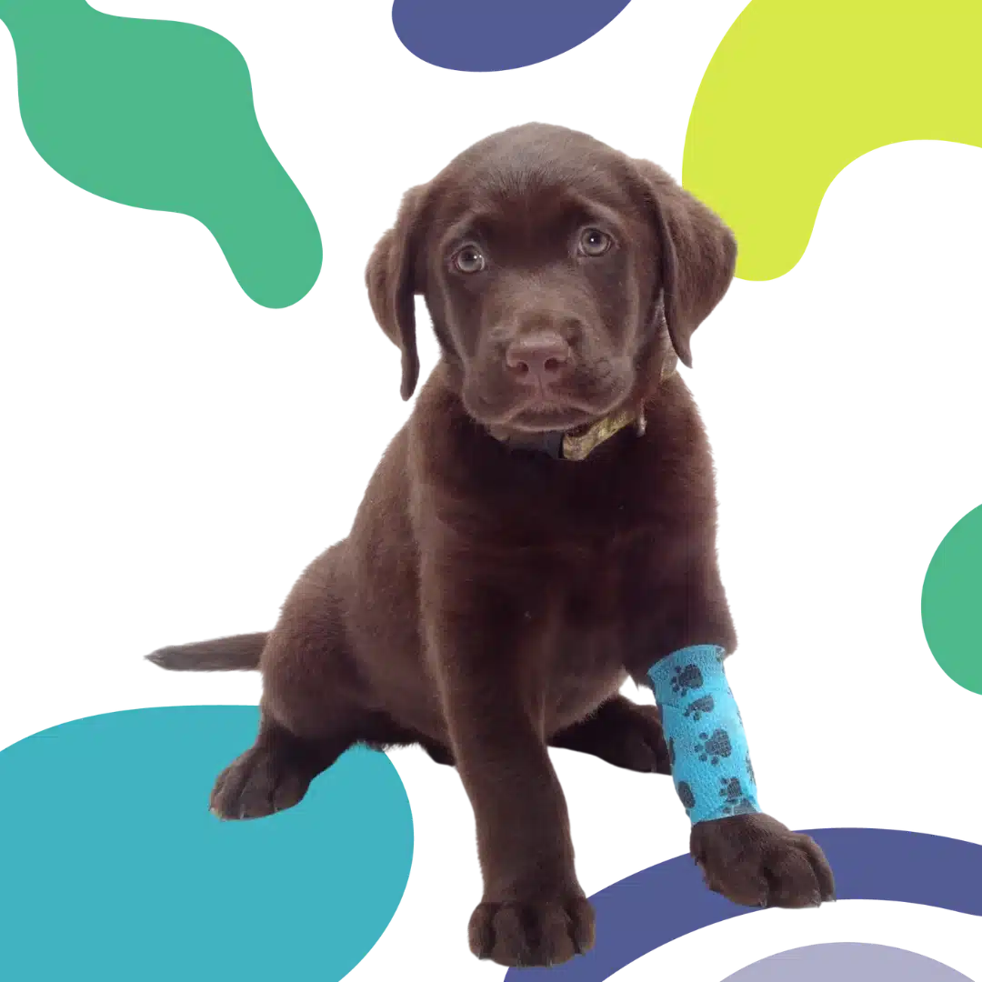 Happy dog looking in front of the camera