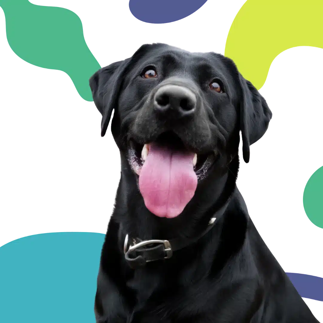 Close-up of a smiling black labrador with its tongue out against a colorful abstract background.