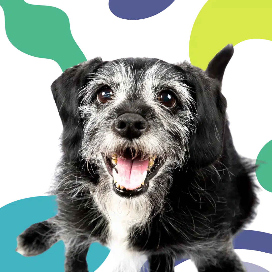 Close-up of a small black and gray dog with a happy expression against a colorful abstract background.