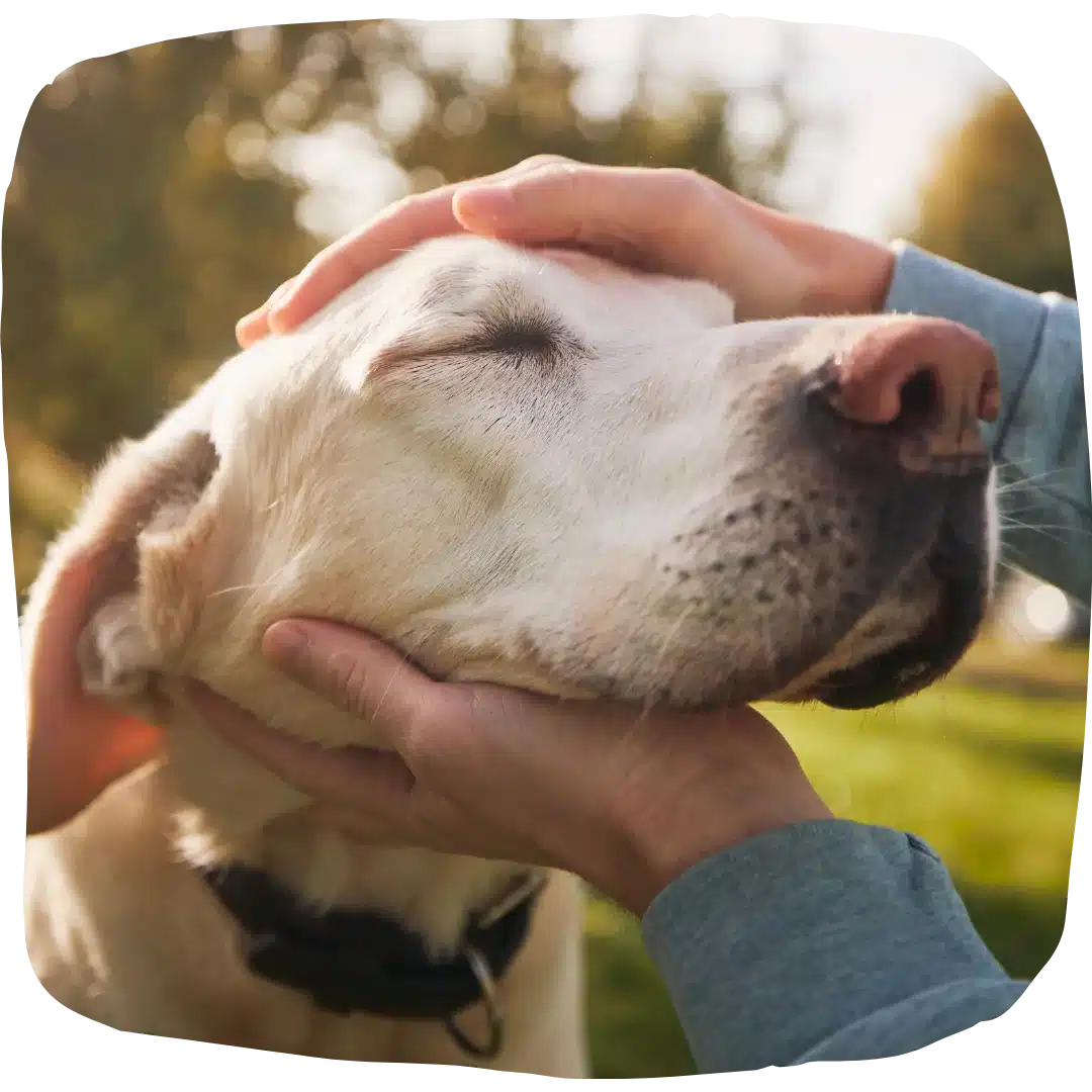 Close-up of a yellow labrador with eyes closed as a person gently holds its head outdoors in warm sunlight.
