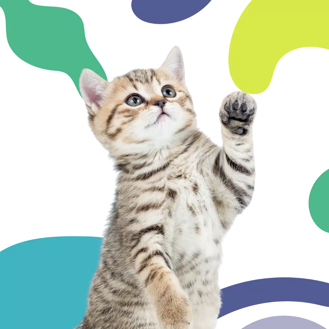Curious tabby kitten raising its paw against a colorful abstract background with green, yellow, and blue shapes.