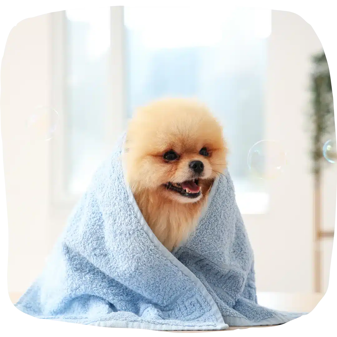 Smiling Pomeranian wrapped in a soft blue towel with bubbles floating nearby in a bright room.