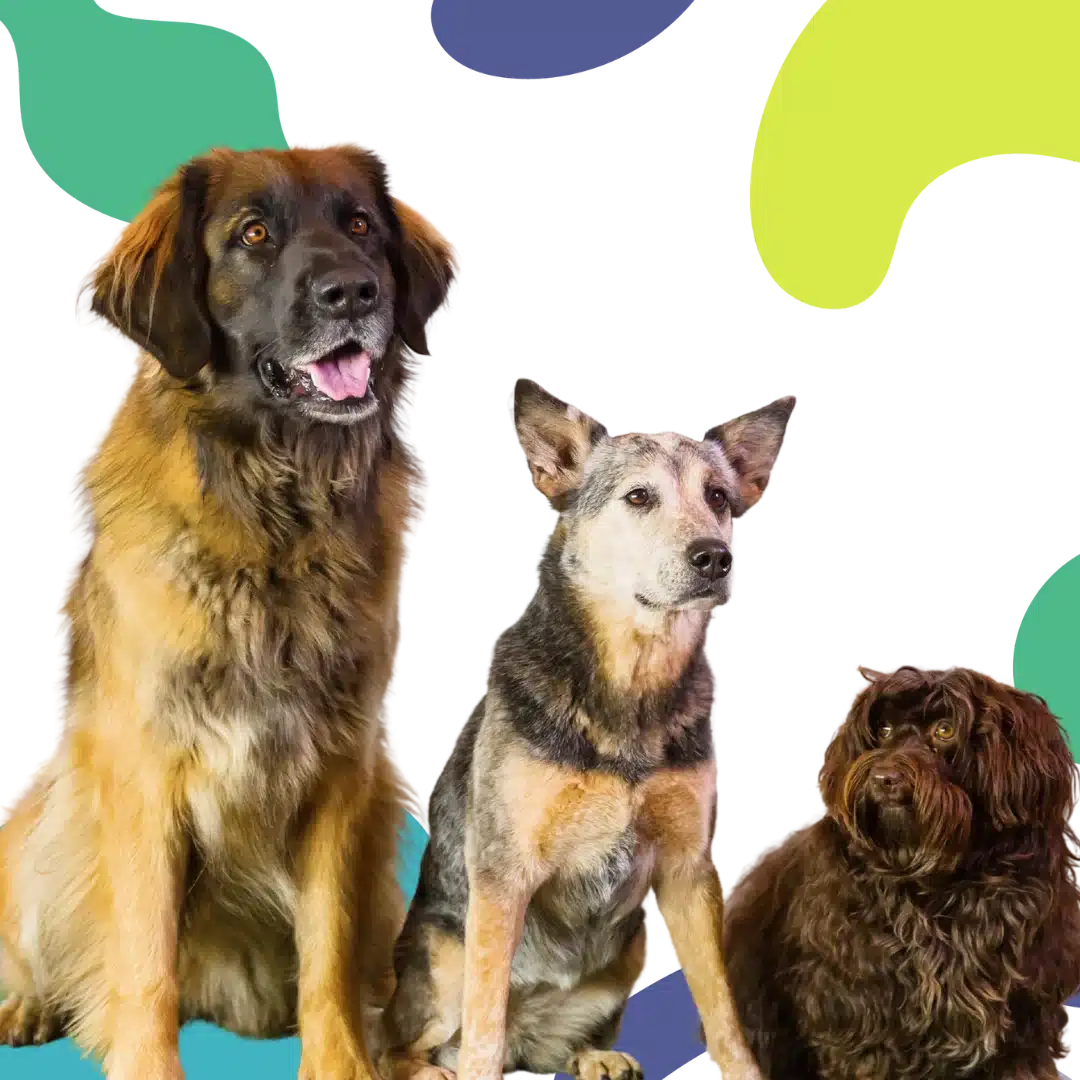 Three dogs of different breeds sitting side by side in front of a bright abstract background with green, yellow, and purple shapes.