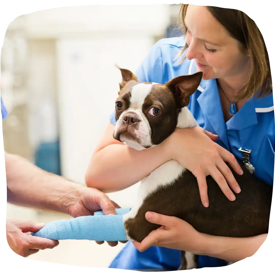 Veterinary nurse holding a small brown and white dog while another person wraps its leg with a blue bandage.